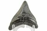 Juvenile Megalodon Tooth - South Carolina #166095-2